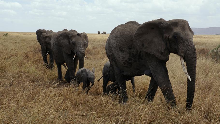 Tsavo