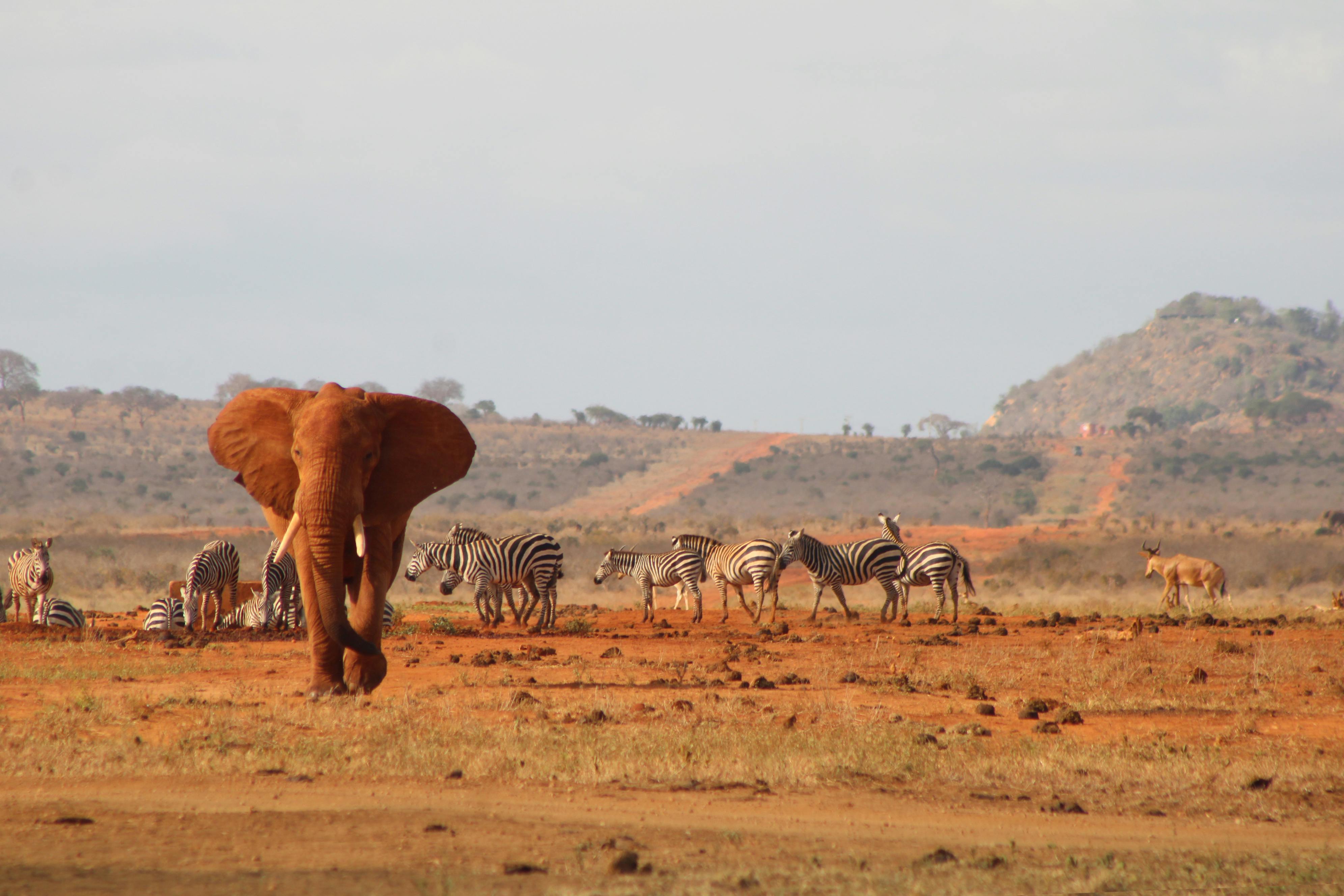 5-Day Amboseli and Tsavo West - Luxury